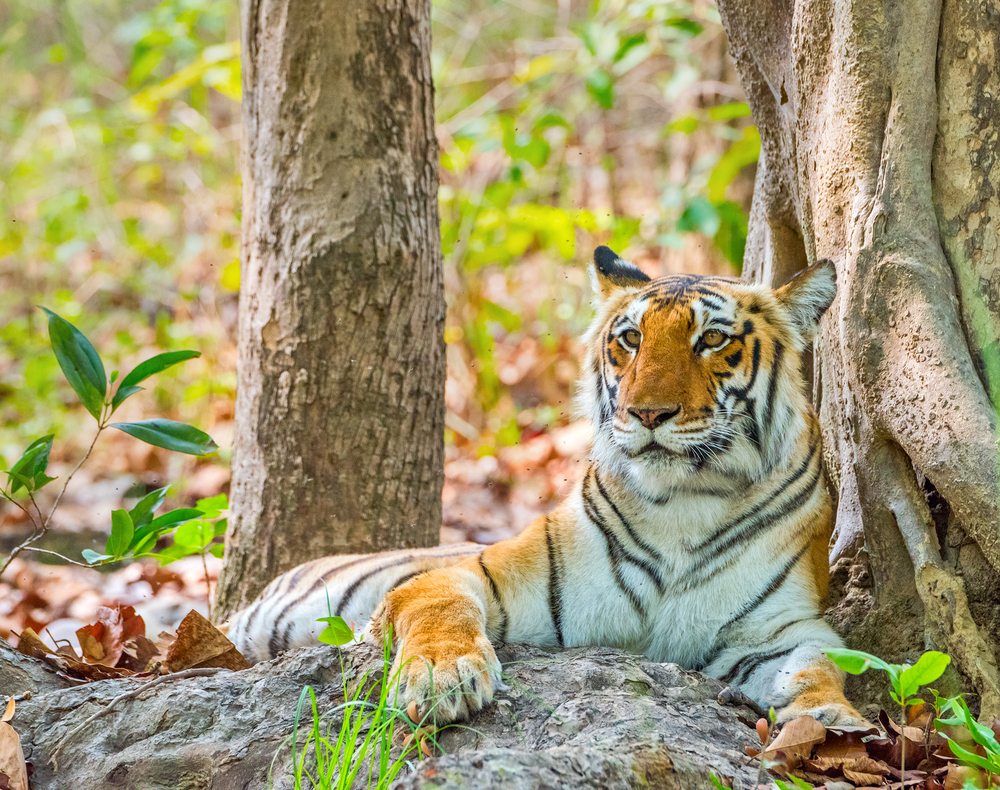 Jim Corbett Tiger Rishikesh To Jim Corbett Taxi Service