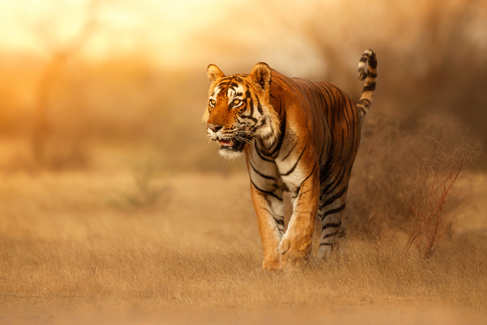 Raja Ji National Park Raja Ji National Park